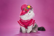 Photo: cat in a pink dress and hat cat in a pink dress and hat