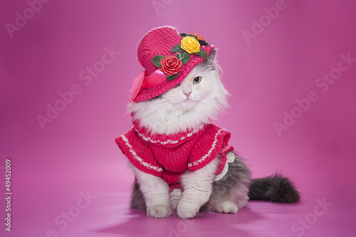 Photo: cat in a pink dress and hat cat in a pink dress and hat