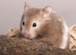 hamster