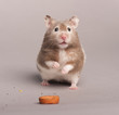 hamster