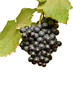 Foto: grapes isolated on white background grapes isolated on white background