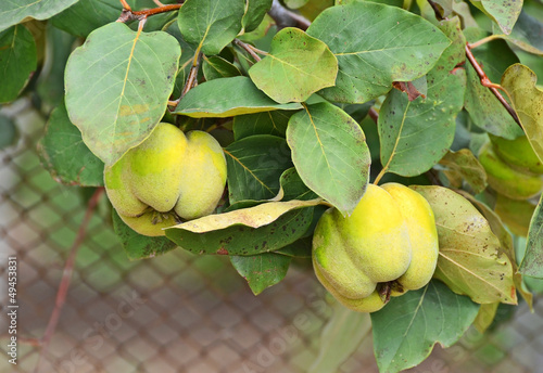 Photo: Green apple-quince on the branch of the tree Green apple-quince on the branch of the tree