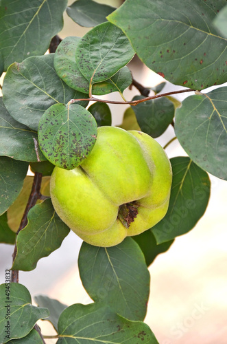Photo: Green apple-quince on the branch of the tree Green apple-quince on the branch of the tree