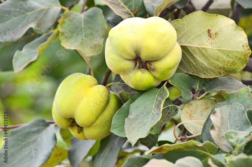 Photo: Green apple-quince on the branch of the tree Green apple-quince on the branch of the tree
