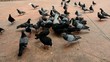Pigeons swarming the loaf of bread in a few seconds