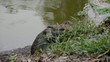 Giant Lizard mating on two legs in the rural area.