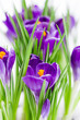 Crocus flowers in snow
