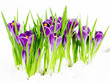 Crocus flowers in snow