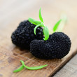 Foto: Trüffel Trüffel