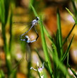 Dragonfly 3
