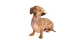 HD - Funny dachshund