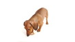 HD - Dog eat bread