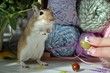 My friend Gerbil