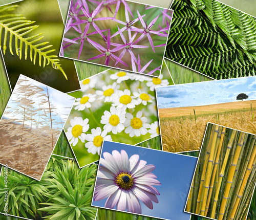 Photo: Natural Green Environment Plants Field Flowers Montage Natural Green Environment Plants Field Flowers Montage