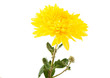 yellow chrysanthemum isolated