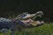 alligator