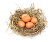 Brown eggs in a nest on a white