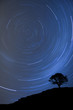 isolated tree silhouette at night with startrail