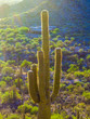 sunset with beautiful green cacti in landscape