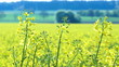 Close up of Oilseed Rape Flowers