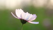 Video: white flower white flower