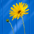 Fleur de printemps