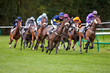 Photo: Course hippique Course hippique