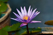 lotus on the River