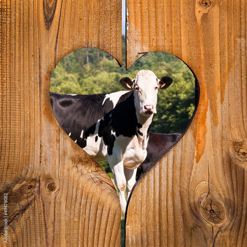 Photo: Vaches, fond coeur bois Vaches, fond coeur bois