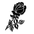 steinmetzrose1302b