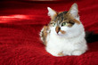 Cat portrait