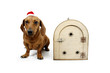 Going to holidays - Focus on dog's face