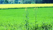 Close up of Oilseed Rape Flowers
