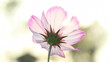 Video: flower in sunlight flower in sunlight
