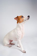 Obedient Jack Russell Terrier in Profile
