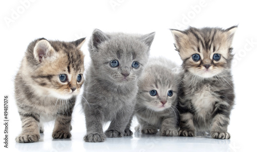 Photo: Portrait of young cats' group . Studio shot. Isolated. Portrait of young cats' group . Studio shot. Isolated.