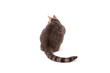 Rear view of a tabby cat isolated on white