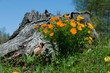 Trollius altaicus