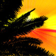 Palms and sunset on tropical background.