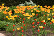 Red and yellow tulips