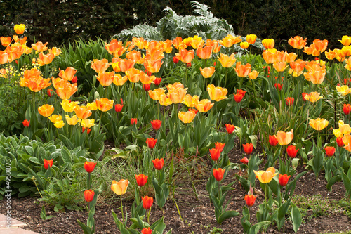 Photo: Red and yellow tulips Red and yellow tulips