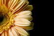 yellow gerbera flower