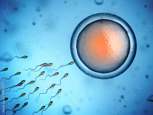 Illustration: sperm and egg cell sperm and egg cell