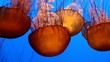 Video: beautiful jelly fishes in the ocean beautiful jelly fishes in the ocean