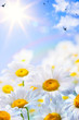 art floral spring or summer background