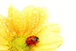 ladybug on yellow flower