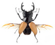 insect, beetle, bug, rhino beetle, isolated on white