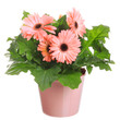 Gerber's  flowers in a flowerpot isolated on a white background.