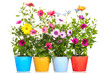 Colorful Pot with Colorful african daisy (Dimorphoteca) flower