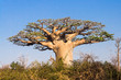 Baobab tree, Madagascar